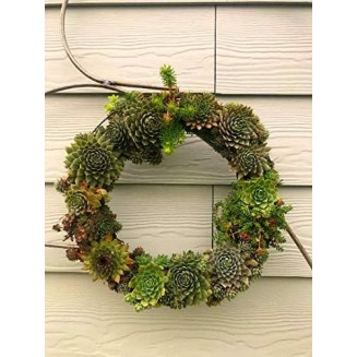 Living Succulent Wreath 16" Desert Wreath Holiday Wreath Christmas Wreath Door Decor Wall Decor Table Centerpiece