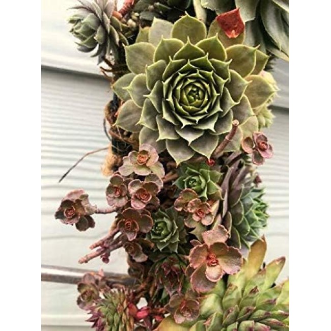 Living Succulent Wreath 16" Desert Wreath Holiday Wreath Christmas Wreath Door Decor Wall Decor Table Centerpiece