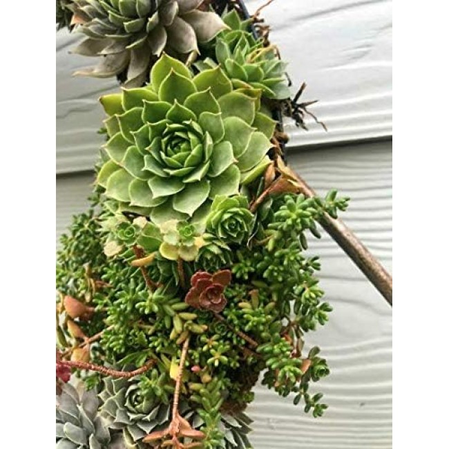 Living Succulent Wreath 16" Desert Wreath Holiday Wreath Christmas Wreath Door Decor Wall Decor Table Centerpiece