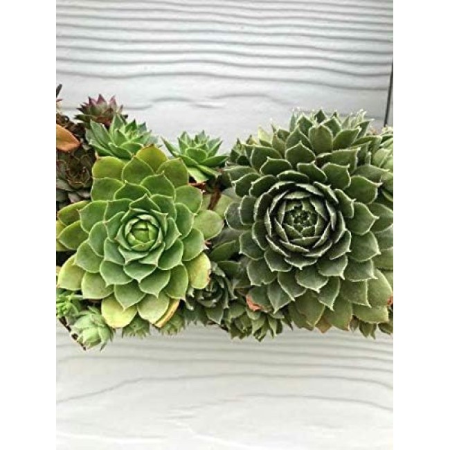 Living Succulent Wreath 16" Desert Wreath Holiday Wreath Christmas Wreath Door Decor Wall Decor Table Centerpiece